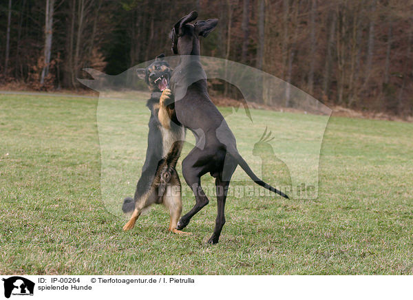 spielende Hunde / playing dogs / IP-00264