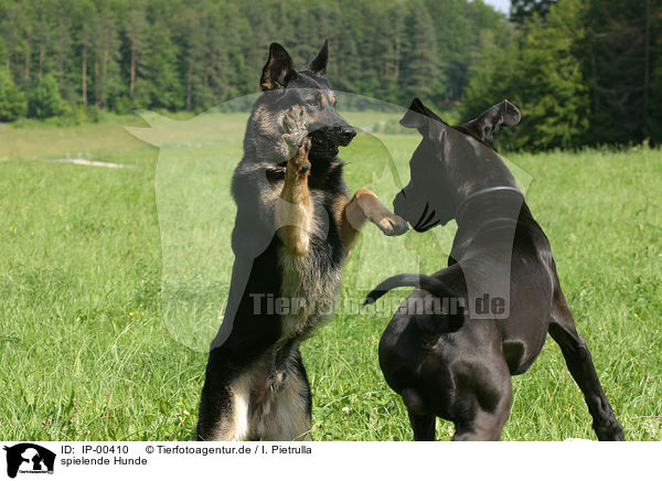 spielende Hunde / playing dogs / IP-00410