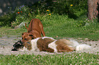 Rhodesian Ridgeback & Moskauer Wachhund