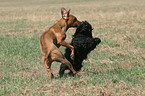 spielender Rhodesian Ridgeback und Havaneser