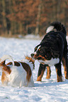 Kooikerhoundje & Berner Sennenhund