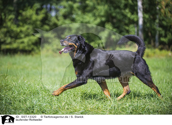 rottweiler walking laufender rottweiler walking rottweiler sst 13320 rottweiler walking laufender rottweiler walking rottweiler sst 13320