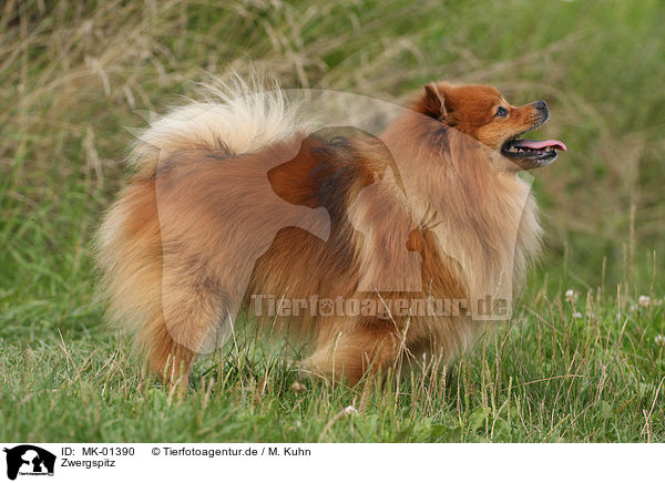 pomeranian husky for sale in pa pomeranian husky mix puppies for sale in pa yumingsu samoyed x husky breeds picture pomeranian husky for sale in pa pomeranian husky mix puppies for sale in pa yumingsu samoyed x husky breeds picture