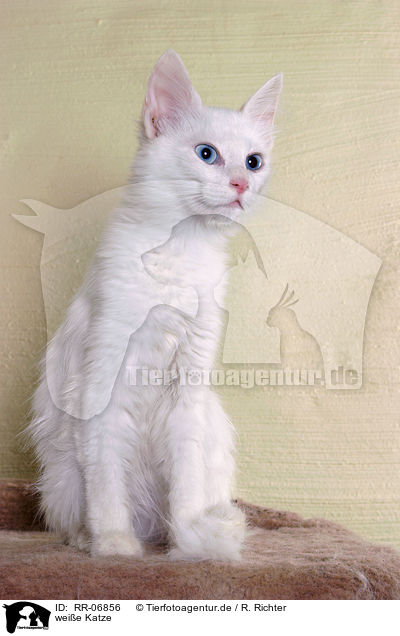 weie Katze / white cat / RR-06856
