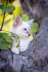 Balinese auf dem Baum