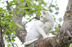 weie Balinese auf Baum