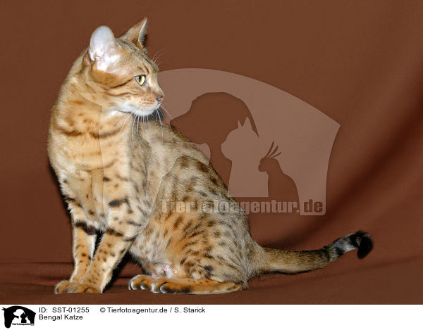 Bengal Katze / SST-01255