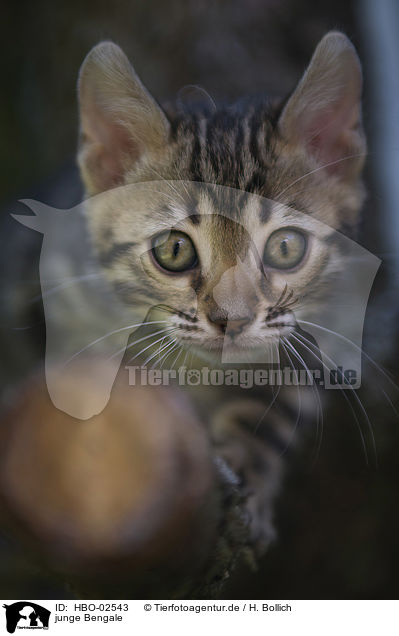 junge Bengale / young Bengal Cat / HBO-02543