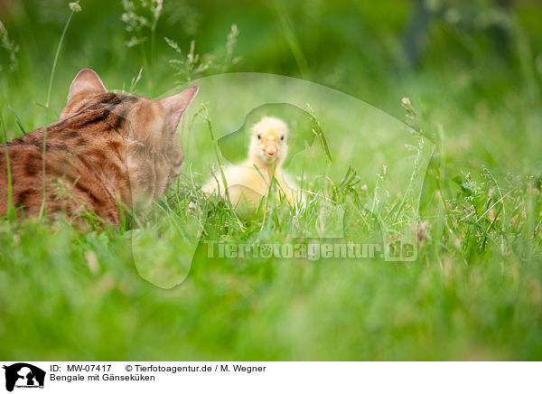 Bengale mit Gnsekken / Bengal with gosling / MW-07417