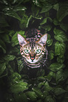 Bengal-Katze