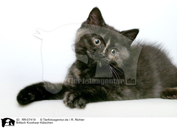 Britisch Kurzhaar Ktzchen / British Shorthair Kitten / RR-07419