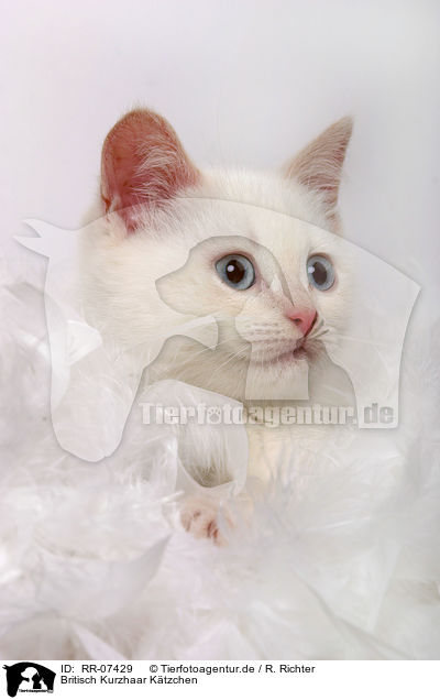 Britisch Kurzhaar Ktzchen / British Shorthair Kitten / RR-07429