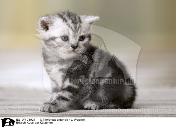 Britisch Kurzhaar Ktzchen / British Shorthair Kitten / JW-01027