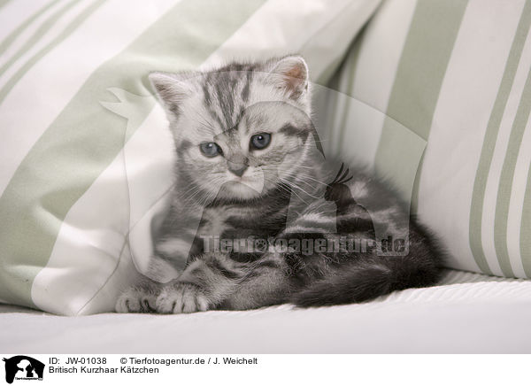 Britisch Kurzhaar Ktzchen / British Shorthair Kitten / JW-01038