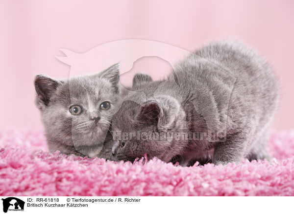 Britisch Kurzhaar Ktzchen / British Shorthair Kitten / RR-61818