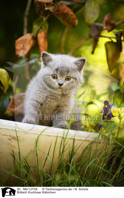 Britisch Kurzhaar Ktzchen / British Shorthair Kitten / NN-13708