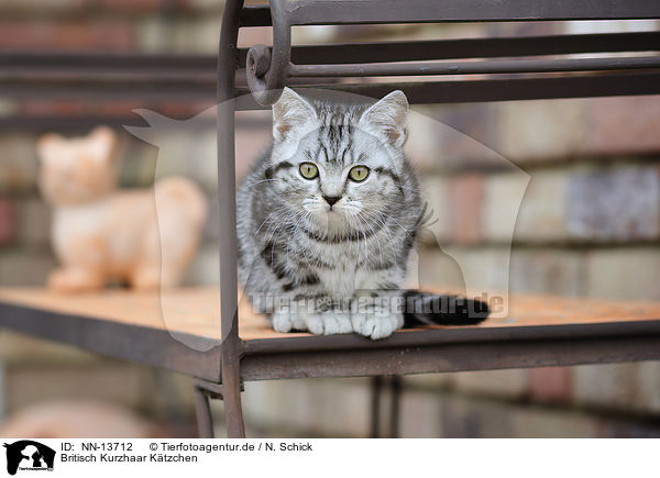Britisch Kurzhaar Ktzchen / British Shorthair Kitten / NN-13712