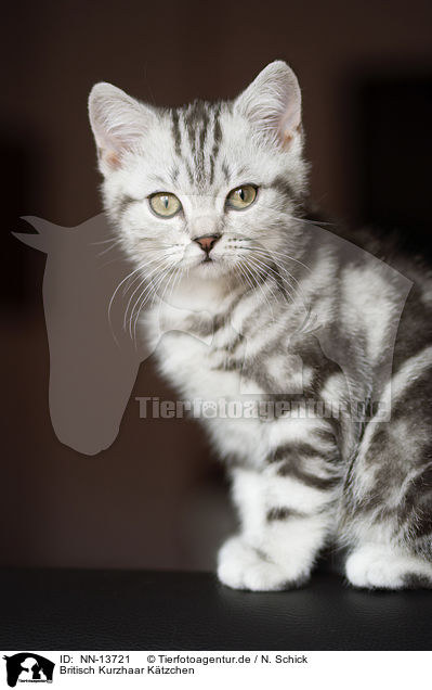 Britisch Kurzhaar Ktzchen / British Shorthair Kitten / NN-13721