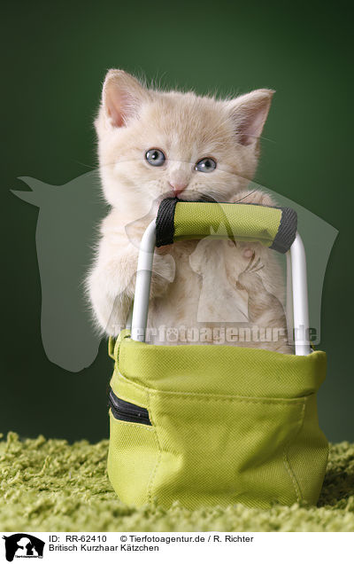Britisch Kurzhaar Ktzchen / British Shorthair Kitten / RR-62410