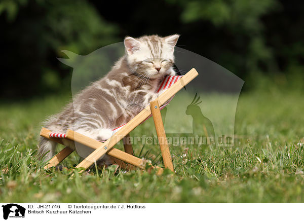 Britisch Kurzhaar Ktzchen / British Shorthair Kitten / JH-21746