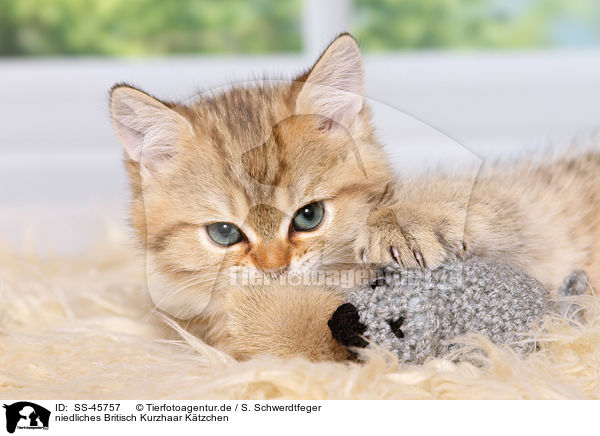 niedliches Britisch Kurzhaar Ktzchen / cute British Shorthair Kitten / SS-45757