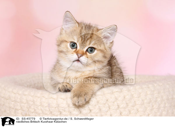 niedliches Britisch Kurzhaar Ktzchen / cute British Shorthair Kitten / SS-45779