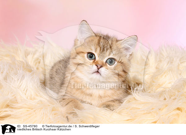 niedliches Britisch Kurzhaar Ktzchen / cute British Shorthair Kitten / SS-45780