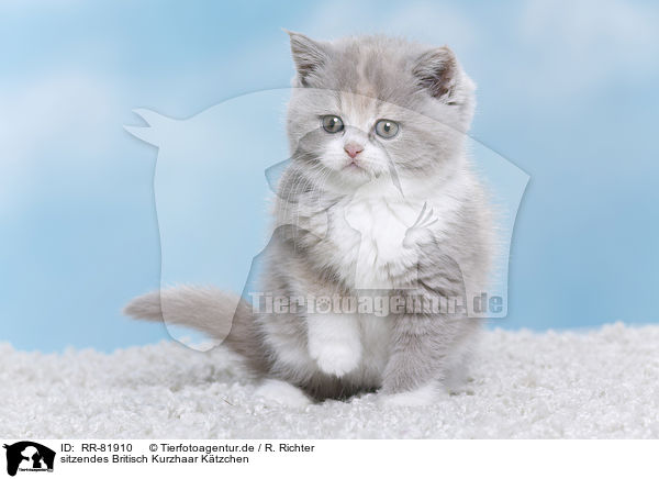 sitzendes Britisch Kurzhaar Ktzchen / sitting british shorthair kitten / RR-81910