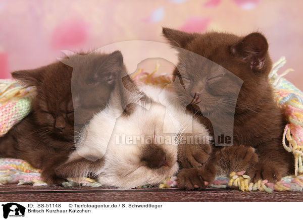 Britisch Kurzhaar Ktzchen / British Shorthair Kitten / SS-51148