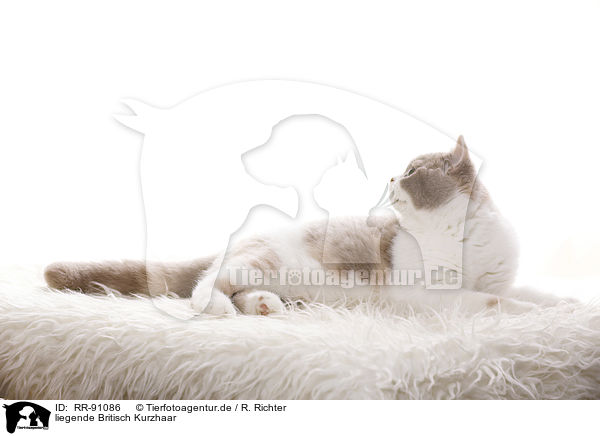 liegende Britisch Kurzhaar / lying British Shorthair / RR-91086