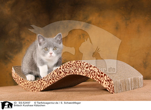 Britisch Kurzhaar Ktzchen / British Shorthair Kitten / SS-52497