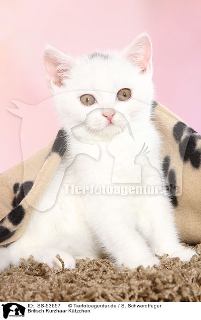 Britisch Kurzhaar Ktzchen / British Shorthair Kitten / SS-53657
