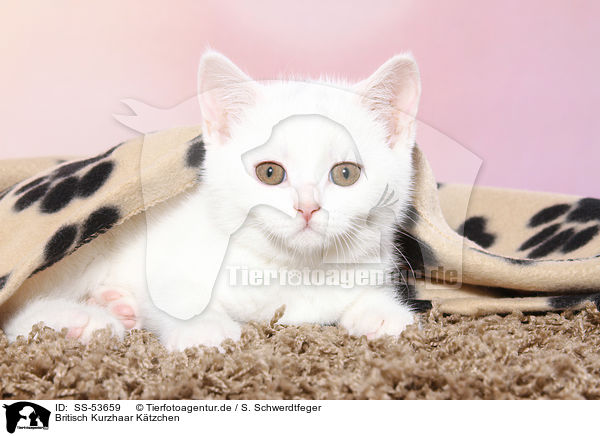 Britisch Kurzhaar Ktzchen / British Shorthair Kitten / SS-53659