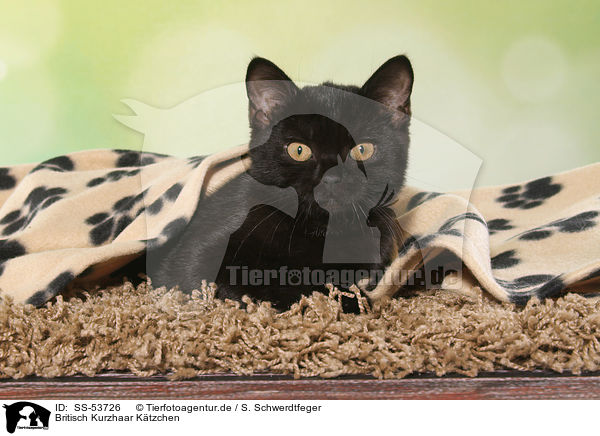 Britisch Kurzhaar Ktzchen / British Shorthair Kitten / SS-53726