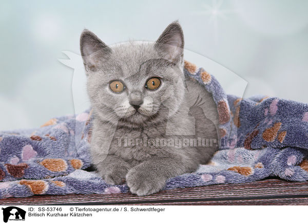 Britisch Kurzhaar Ktzchen / British Shorthair Kitten / SS-53746