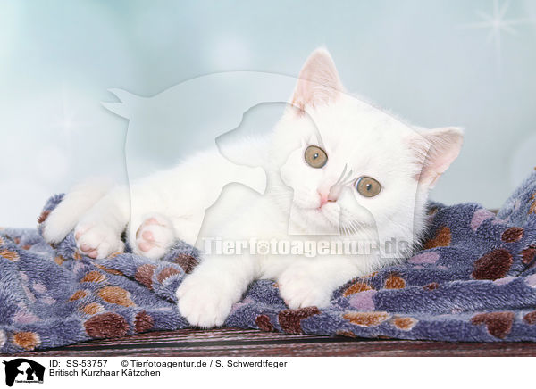 Britisch Kurzhaar Ktzchen / British Shorthair Kitten / SS-53757