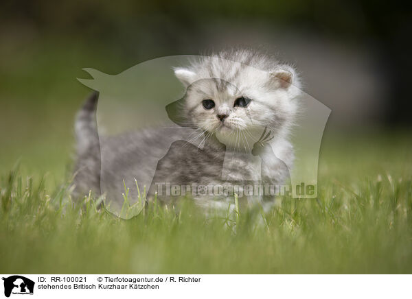 stehendes Britisch Kurzhaar Ktzchen / standing British Shorthair Kitten / RR-100021