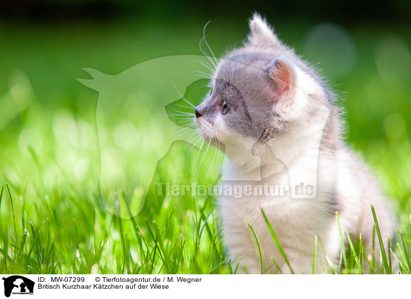 Britisch Kurzhaar Ktzchen auf der Wiese / British shorthair kitten in the meadow / MW-07299