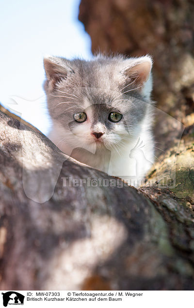 Britisch Kurzhaar Ktzchen auf dem Baum / British shorthair kitten on the tree / MW-07303