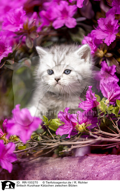 Britisch Kurzhaar Ktzchen zwischen Blten / British shorthair kitten between flowers / RR-100270