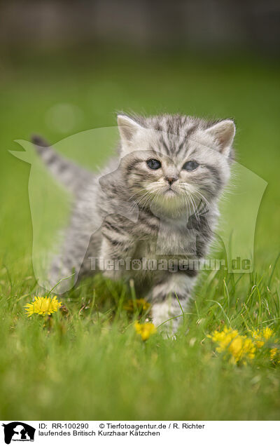 laufendes Britisch Kurzhaar Ktzchen / walking British Shorthair Kitten / RR-100290