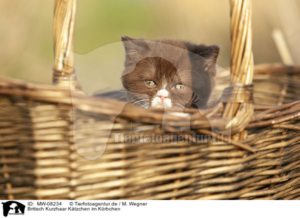 Britisch Kurzhaar Ktzchen im Krbchen / British Shorthair Kitten in the basket / MW-08234