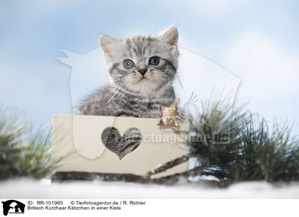 Britisch Kurzhaar Ktzchen in einer Kiste / British Shorthait kitten in a box / RR-101960