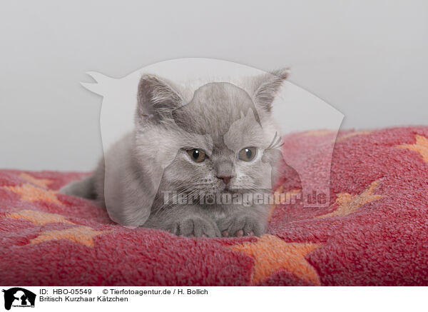 Britisch Kurzhaar Ktzchen / British Shorthair Kitten / HBO-05549