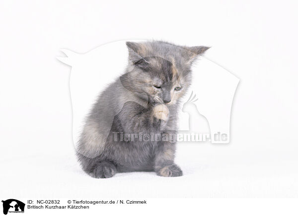Britisch Kurzhaar Ktzchen / British Shorthair Kitten / NC-02832