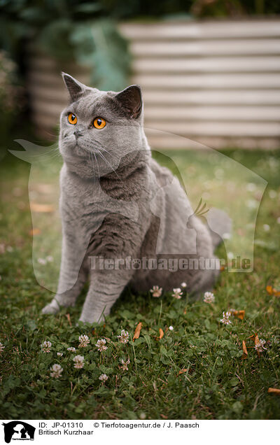 Britisch Kurzhaar / British Shorthair / JP-01310