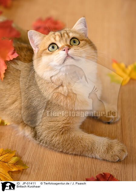 Britisch Kurzhaar / British Shorthair / JP-01411