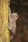 Chartreux Ktzchen klettert auf Baum