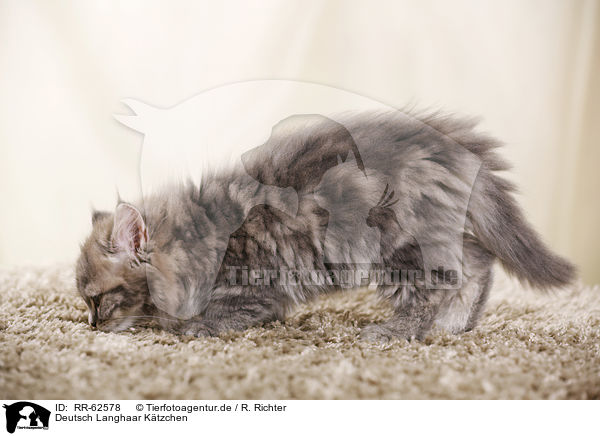 Deutsch Langhaar Ktzchen / German Longhair Kitten / RR-62578