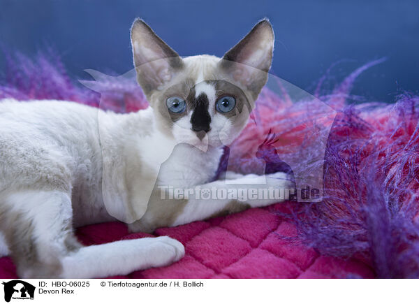 Devon Rex / HBO-06025